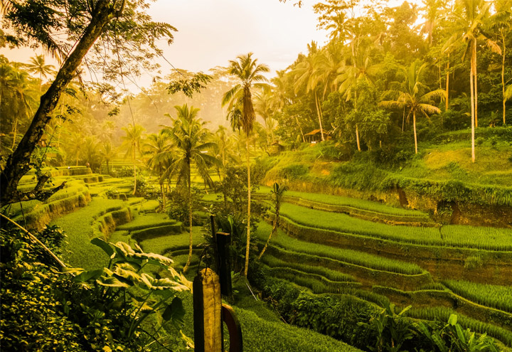 Terrazas de arroz de Ubud, Bali