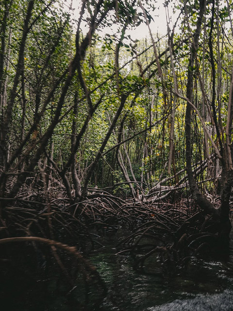 Manglar tour en Nusa Lembongan