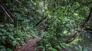 Sa Nang Manora Forest Park - Phang Nga